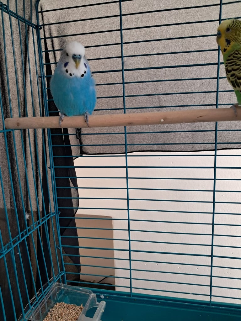 Two budgies must go together