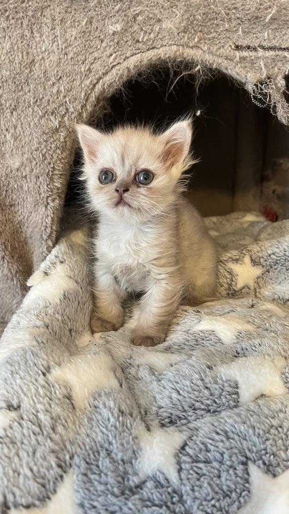 Ready to go Persian kittens 