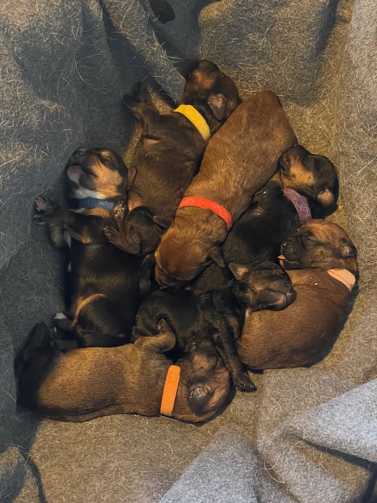 One week old puppies