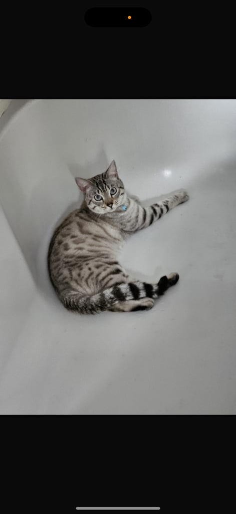 SNOW LEOPARD - SNOW BENGAL KITTENS -LAST ONE LEFT Ready now