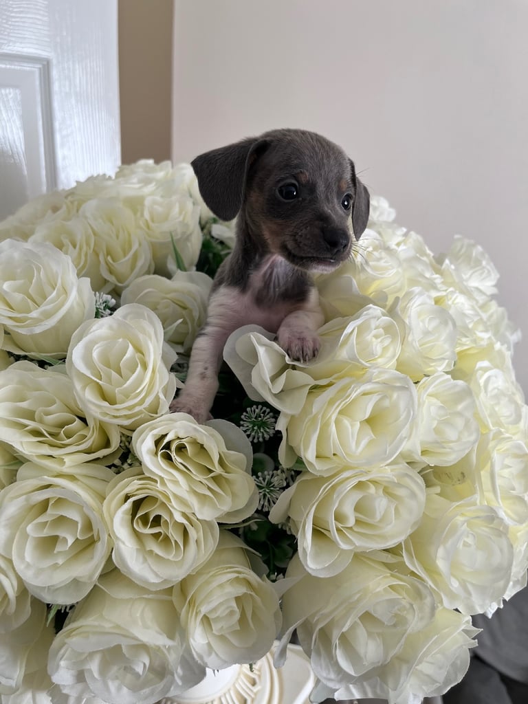 Miniature dachshund ONLY 3 left 