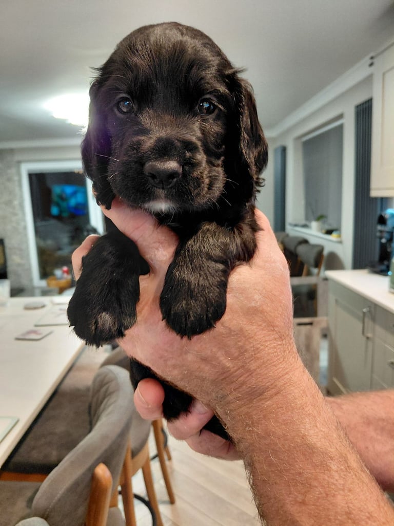 Cocker spaniel puppies