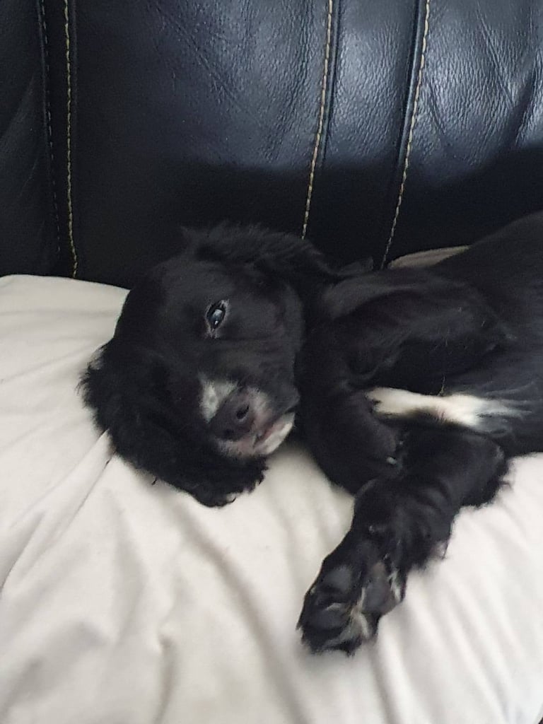 image for Beautiful little cocker spaniel puppy 