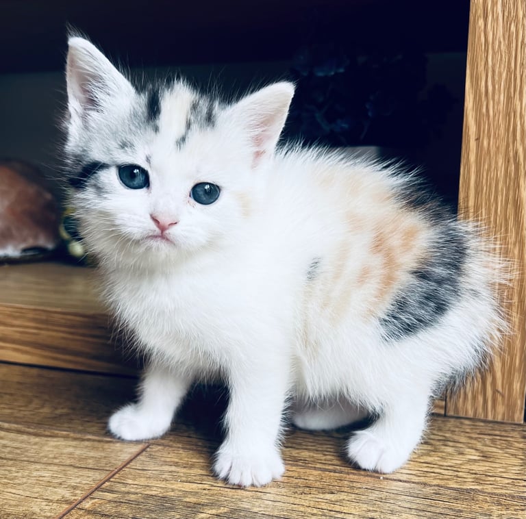 Kittens Cute Persian Mix Friendly cat