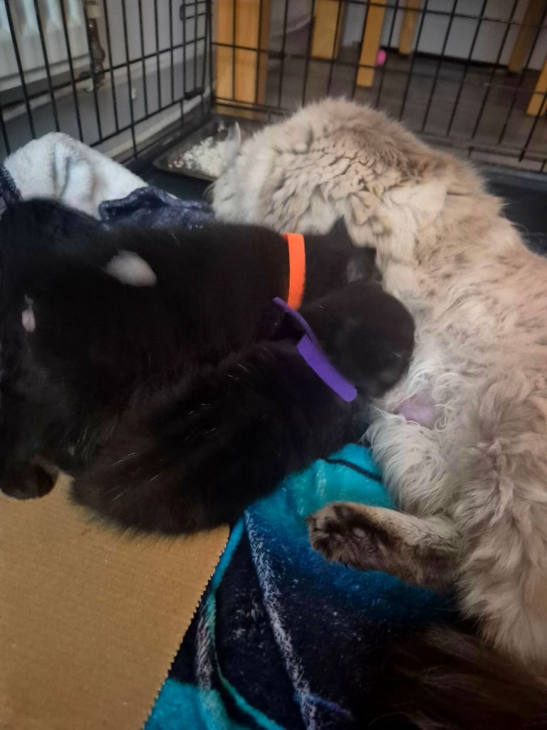 image for Kittens needing new homes 