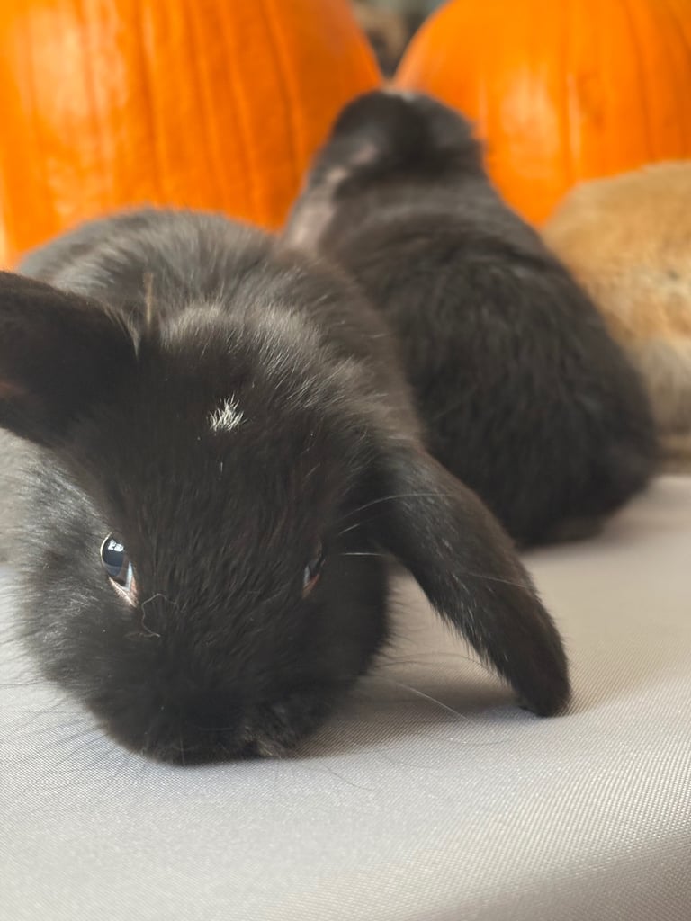 Pure mini lops
