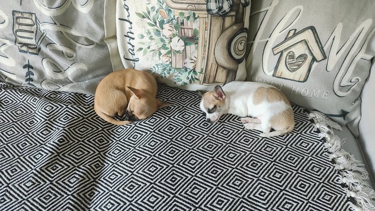 Chihuahua puppy for sale ( girls )