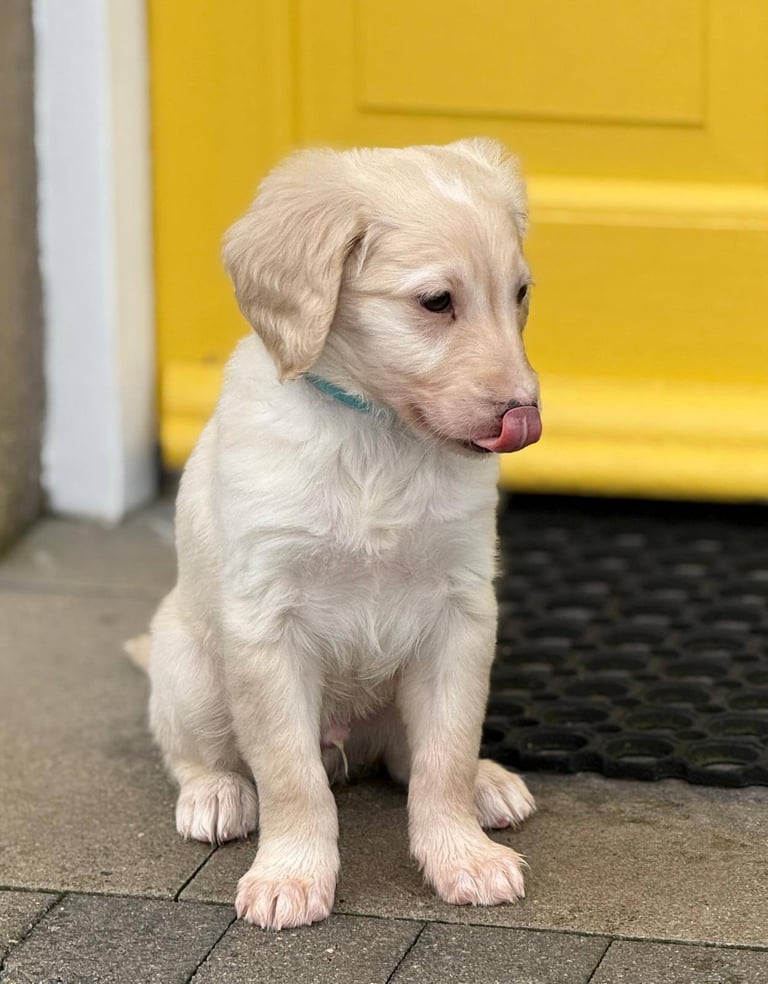 Labradoodles F3 not cockapoo poodle Labrador 