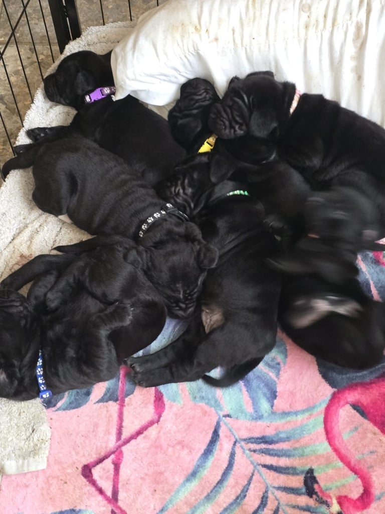7 Shar Poo puppies looking for their forever homes.