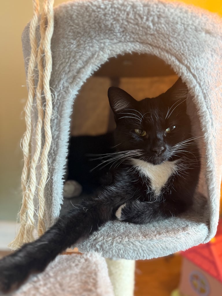 2 x female kittens 11 months old 