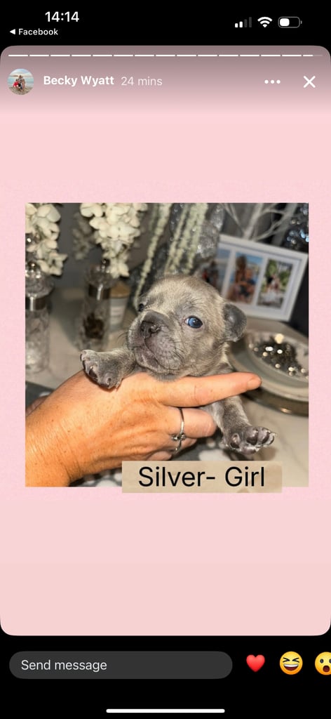 K c Frenchie puppies 