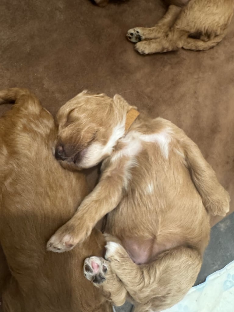 Cockerpoo f1b puppies for sale