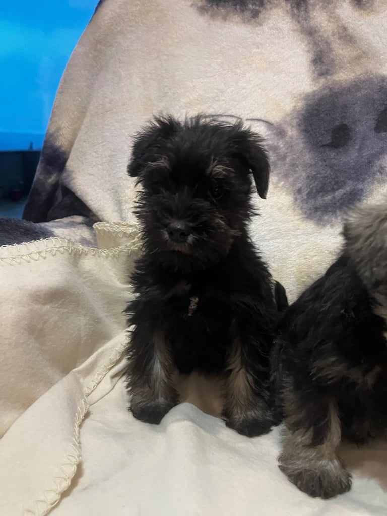 Miniature Schnauzer pups k.c reg’d