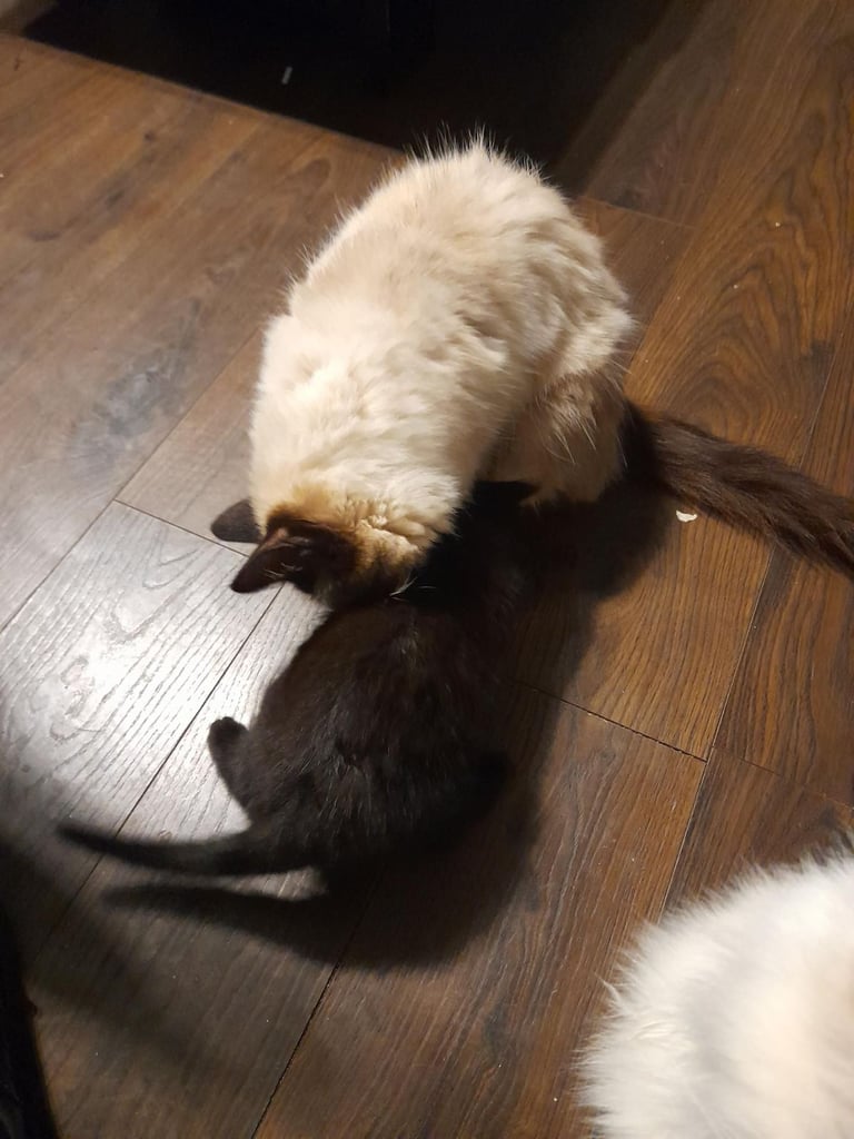 Cute black half ragdoll for sale