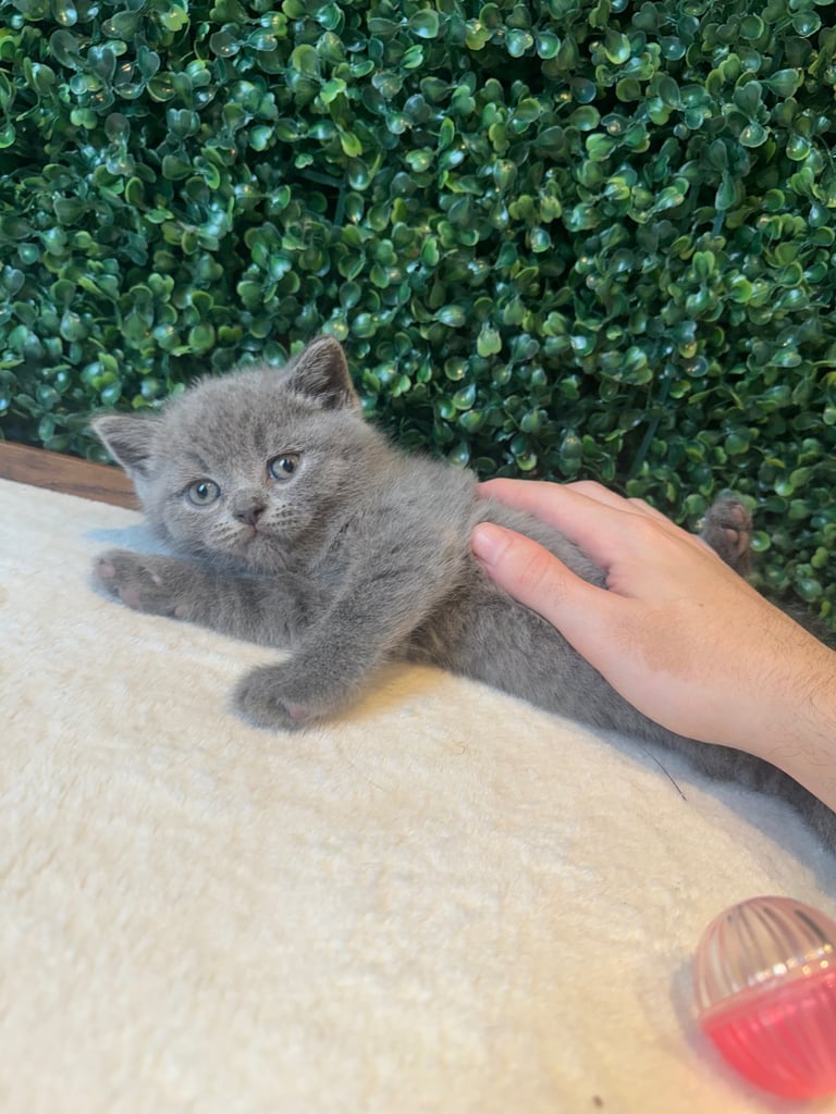 💕British Shorthair Blue Kittens💕