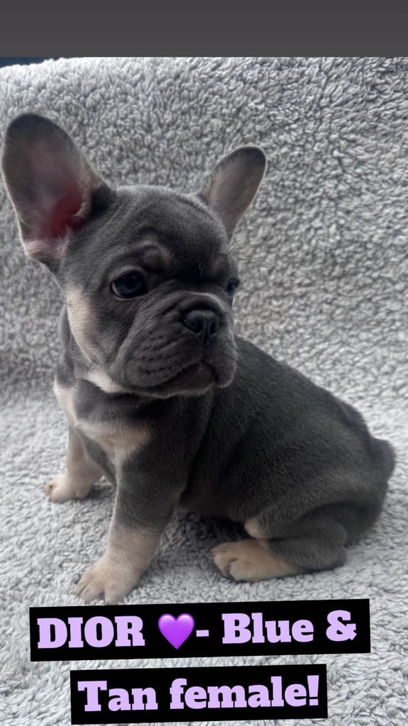 French Bulldog 