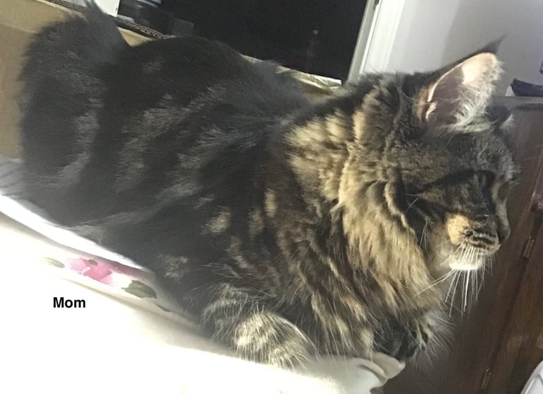 Ragdoll-Maincoon mix kittens