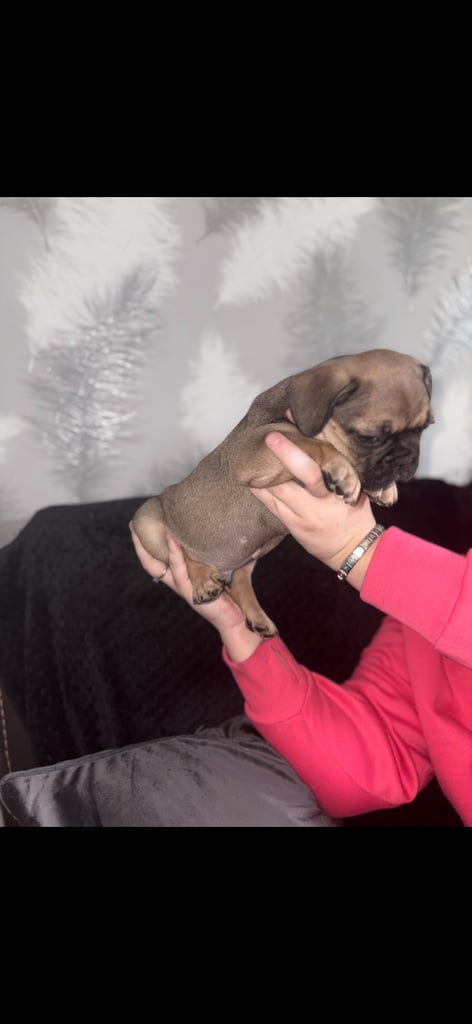 5 beautiful French bulldog puppy’s 