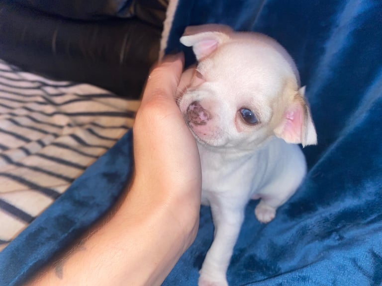 Pedigree Chihuahua puppies 