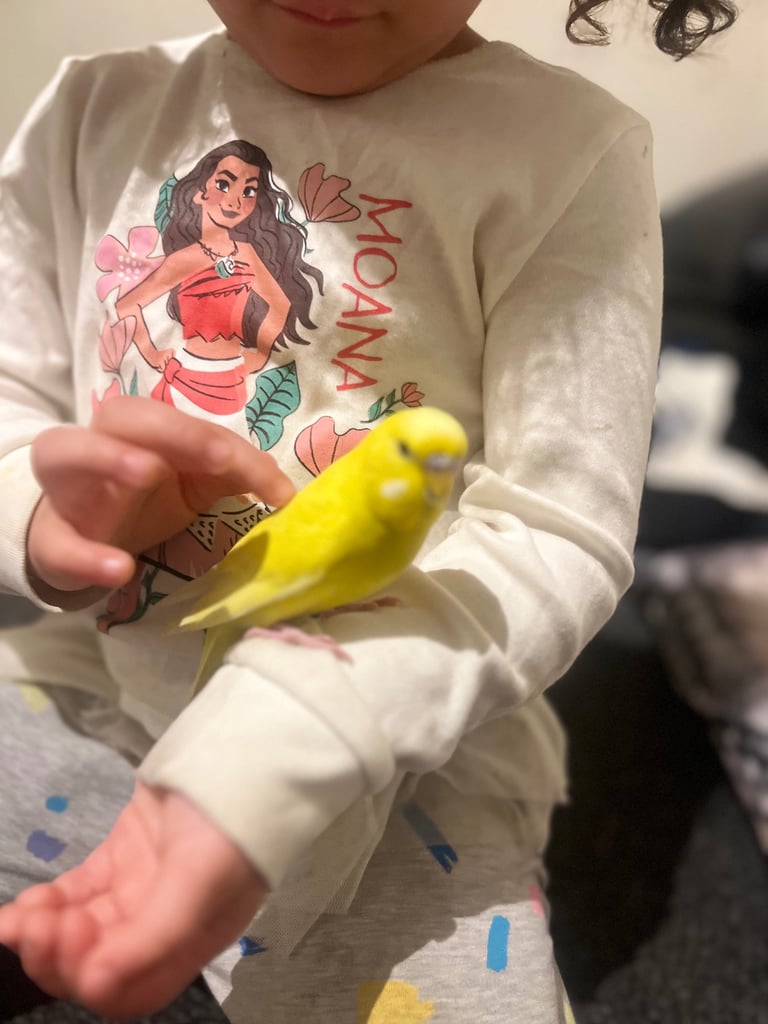 Canaries and budgies 