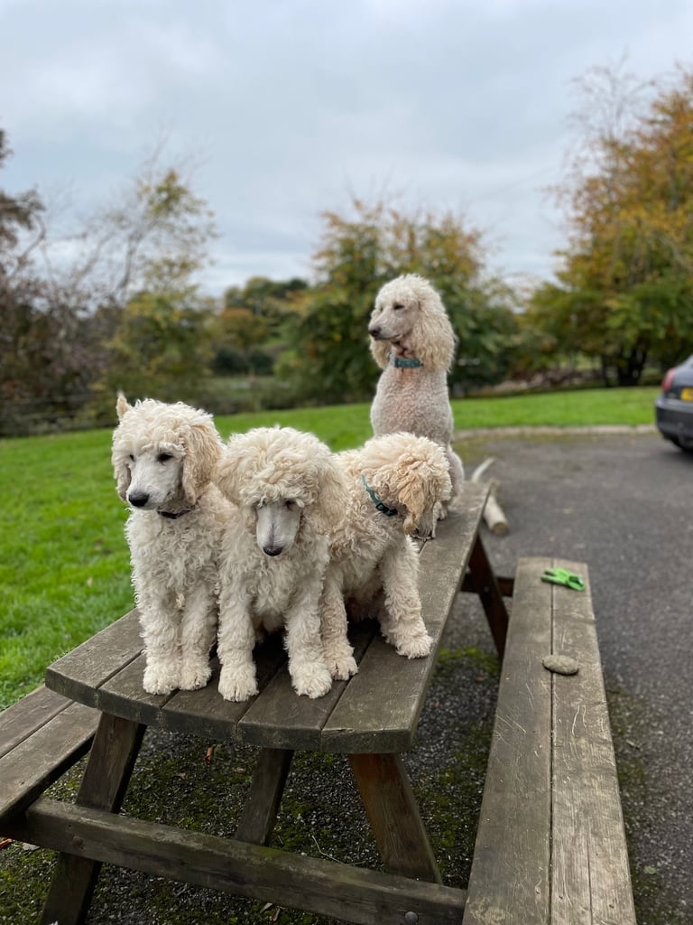 Standard poodle - update - last girl and 3 boys 