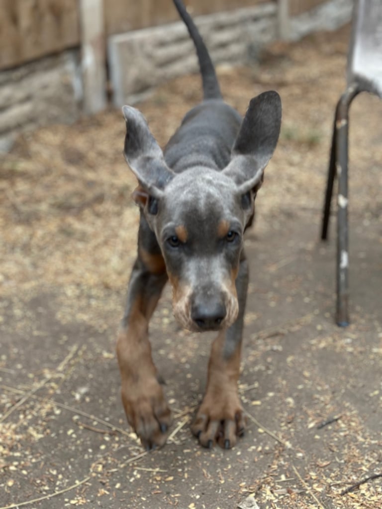 Euro Bred Doberman Puppy’s DNA Health-Tested