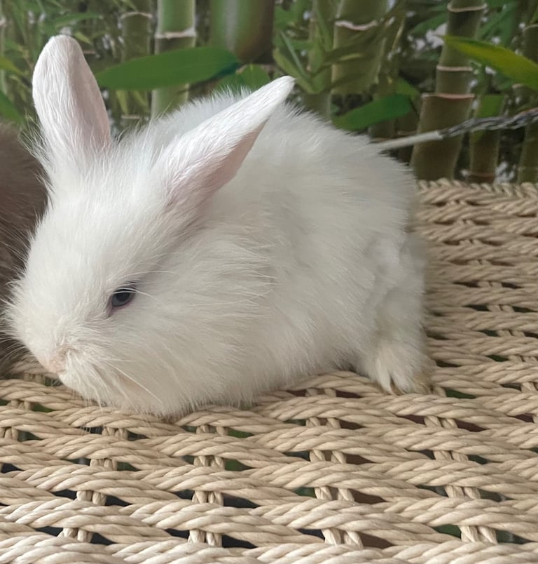Selling Beautiful Blue eyed baby bunnies in pairs! Manchester based