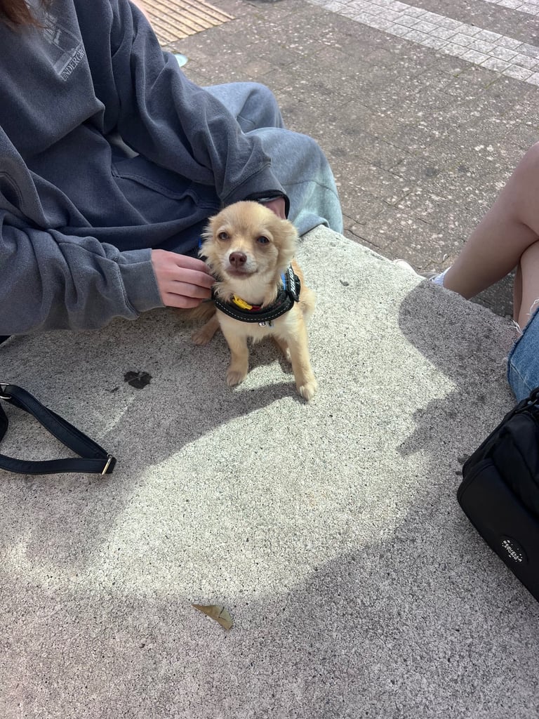 Pomchi 