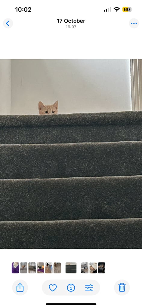 British shorthair kitten - Golden 