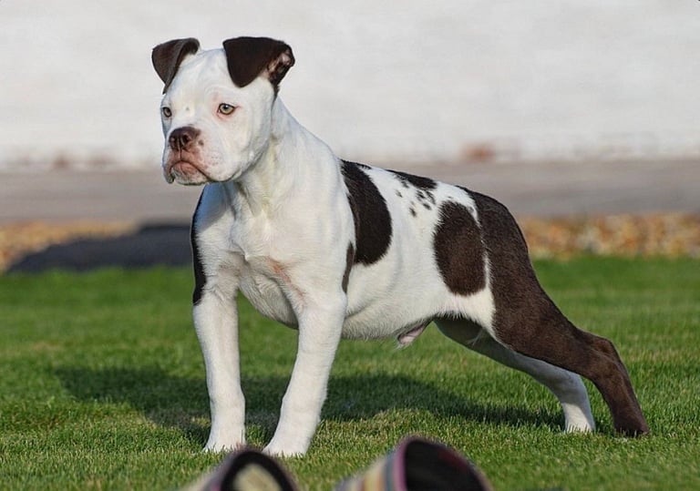 Olde English bulldogs old tyme bulldogs, Bulldogs  