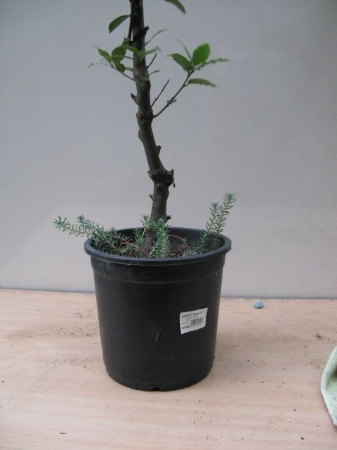 Laurus Nobilis plant