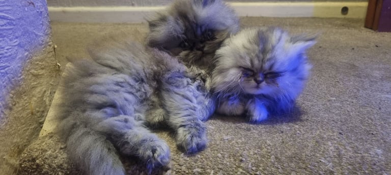 Persian kittens 