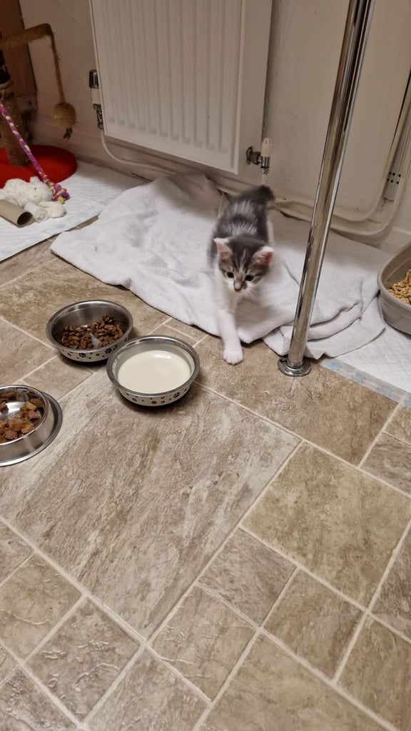 Maine coon X cross male kitten