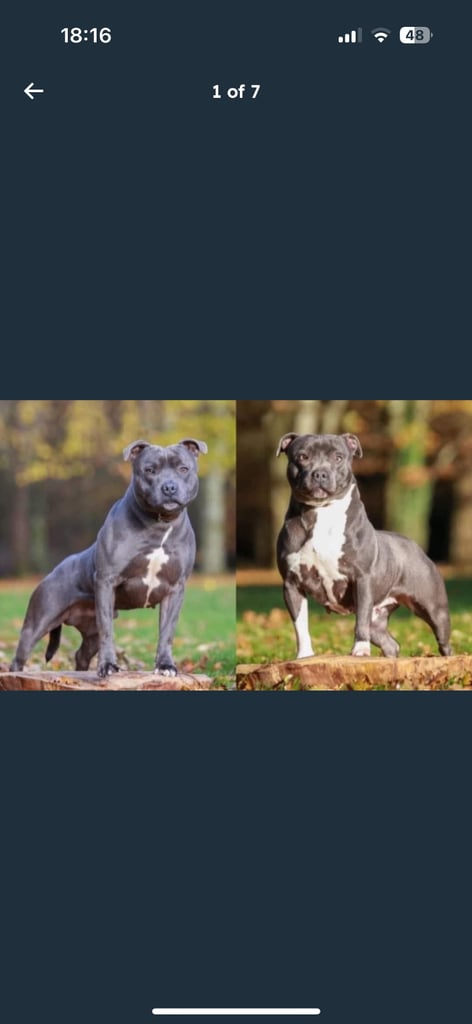 image for Blue Staffordshire boy KC REG