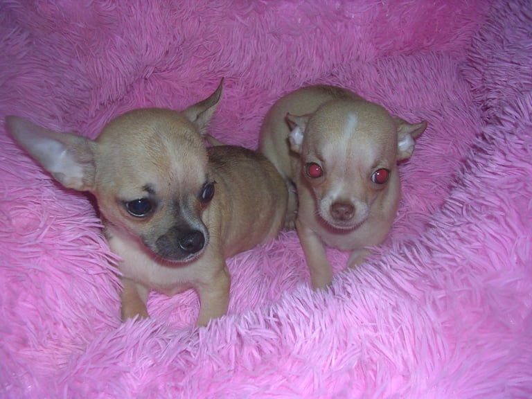 Full Breed Chihuahua puppies 1 Girl 2 Boys
