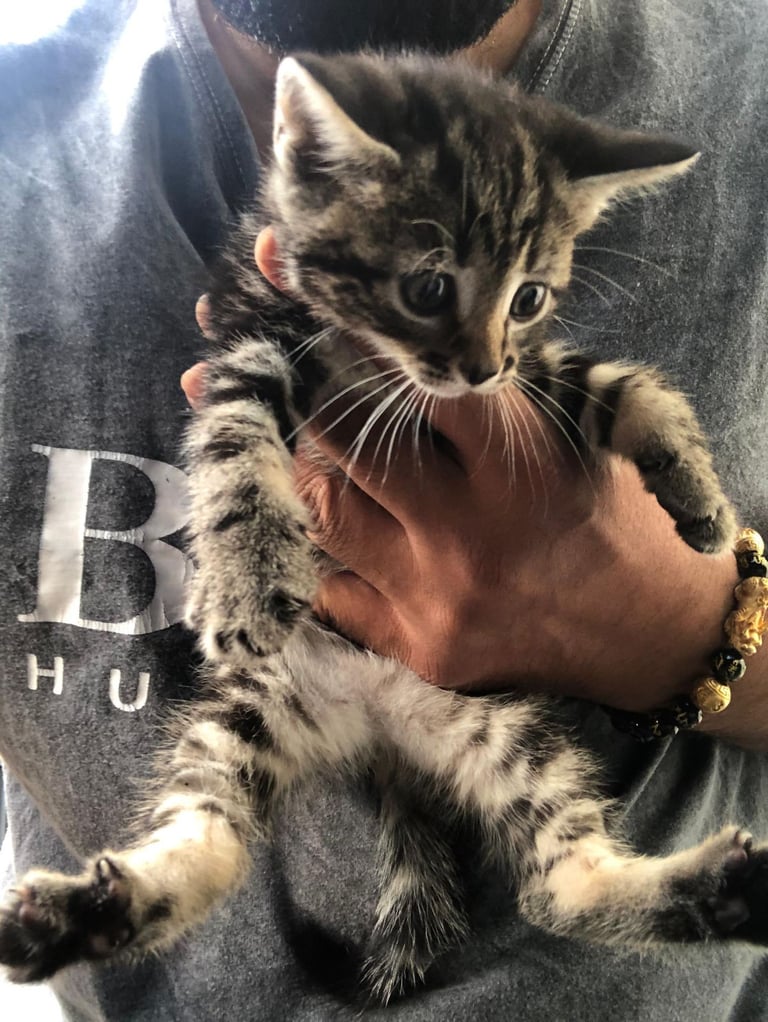 Stunning litter of Bengal X Ragdooll kiittens ready to go