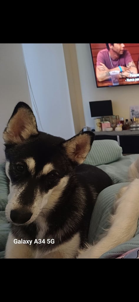 Husky little 