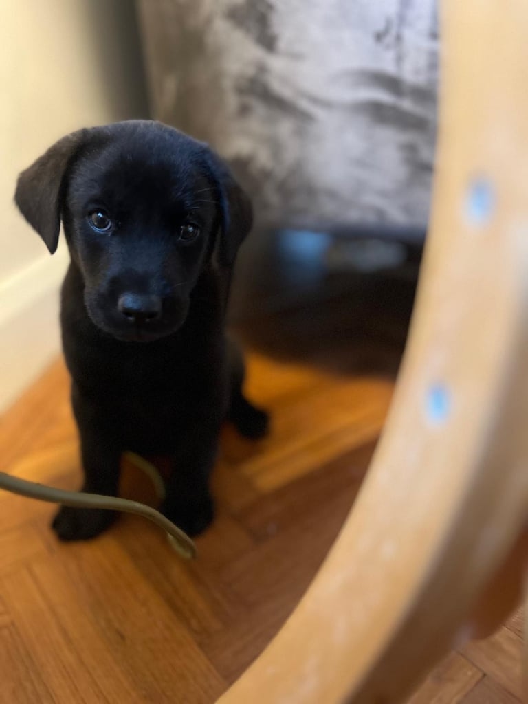 black labrador puppy