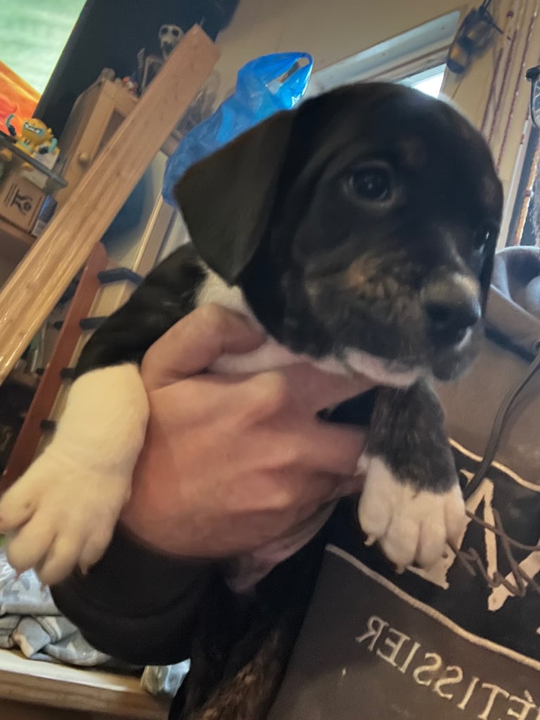 Old Tyme English Bulldog x Sproodle Puppy - Boy