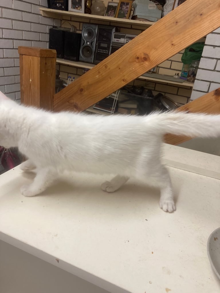 Kitten 