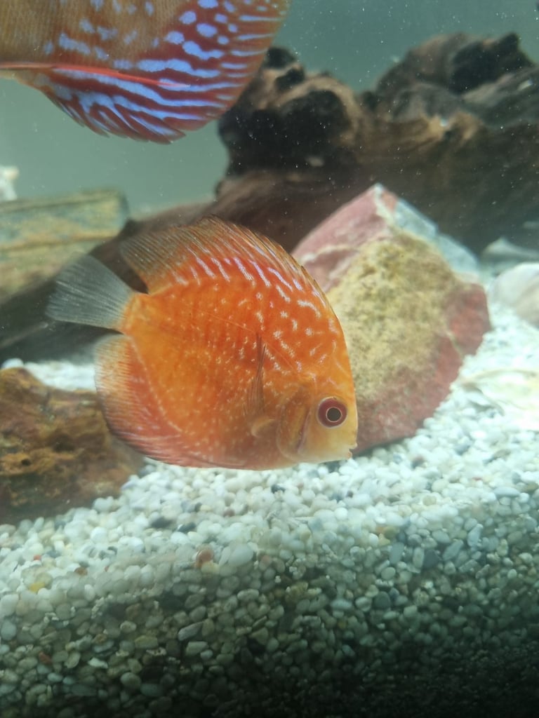 Discus Fish.        