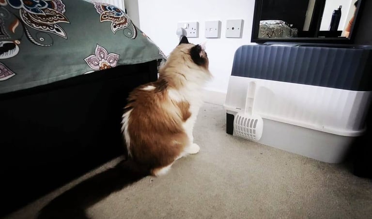 Pedigree Beautiful Ragdoll Cat 