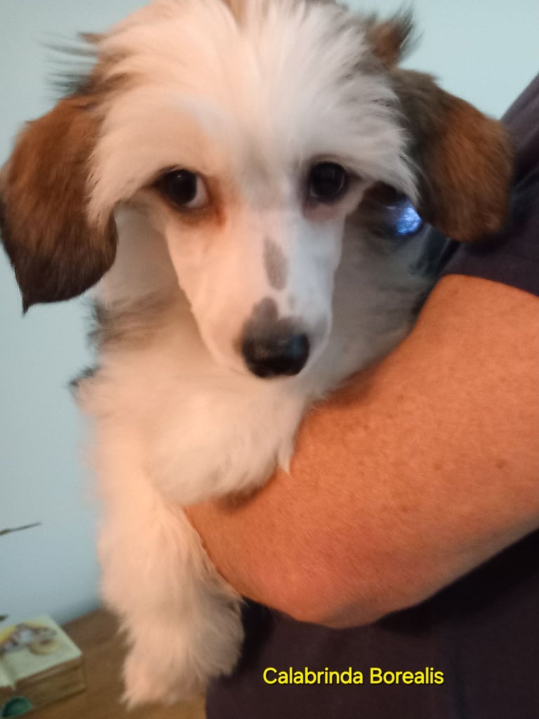 Chinese Crested Boys KC registered