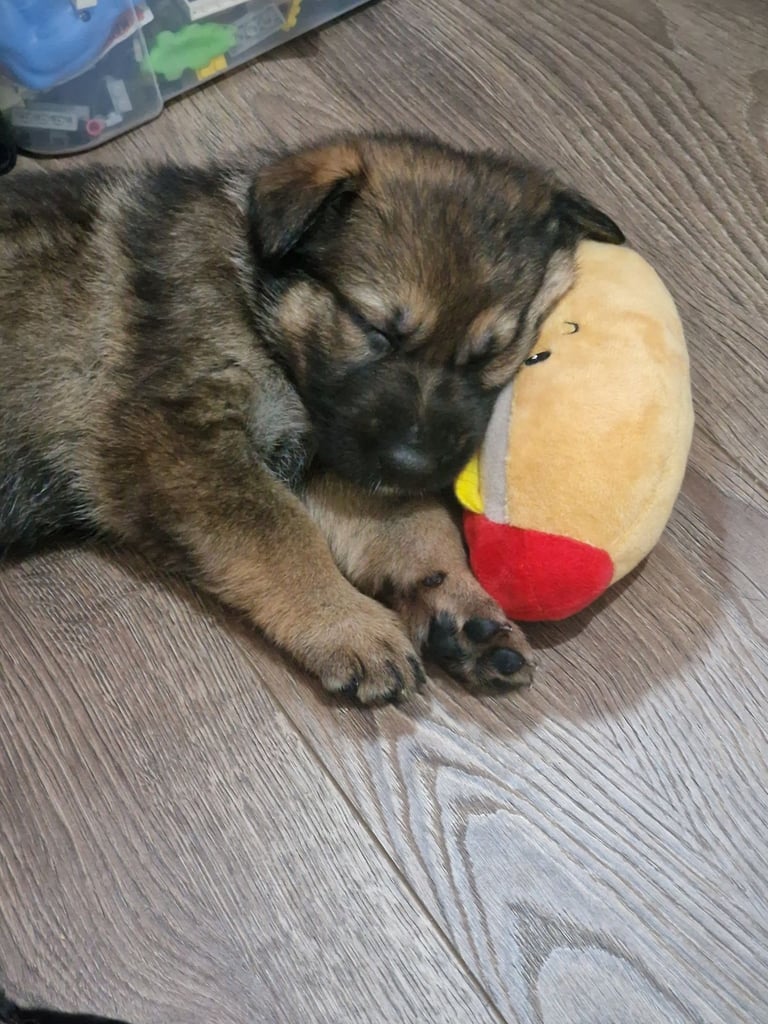 Kc reg Czech working line gsd puppies 