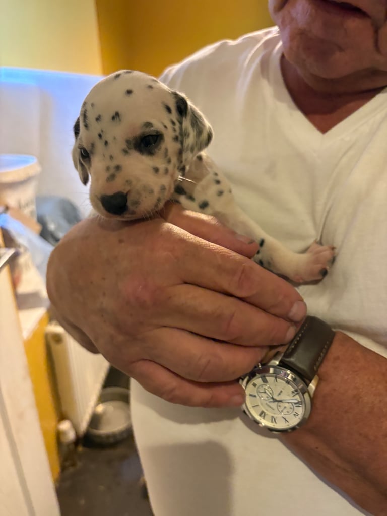 Stunning Dalmatian puppies 