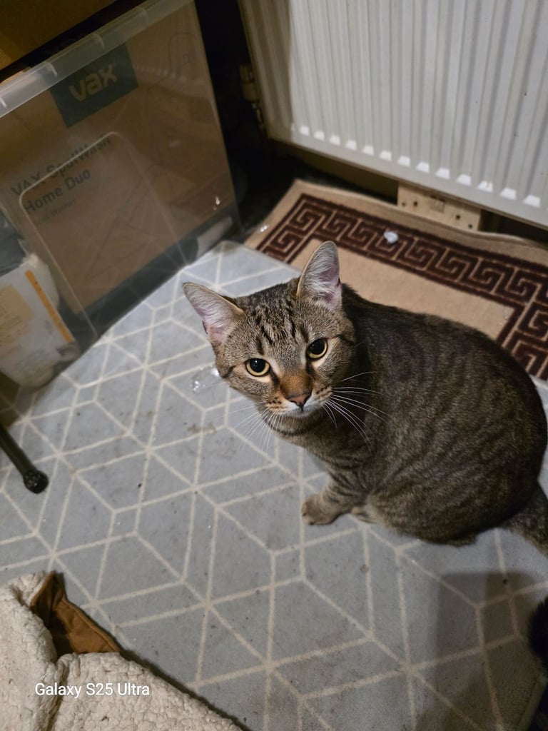 Male cat 
