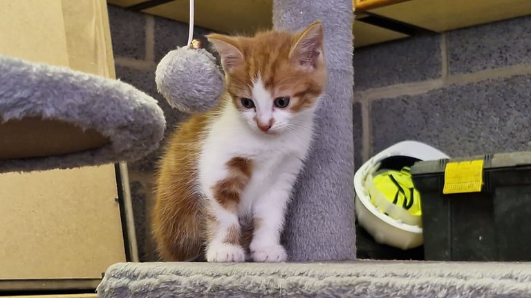 5 Gorgeous kittens for sale 