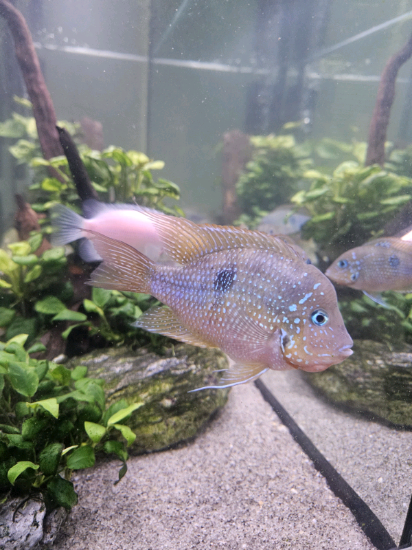 Female jaguar cichlid for hot sale sale