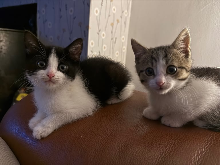 Two male kittens 