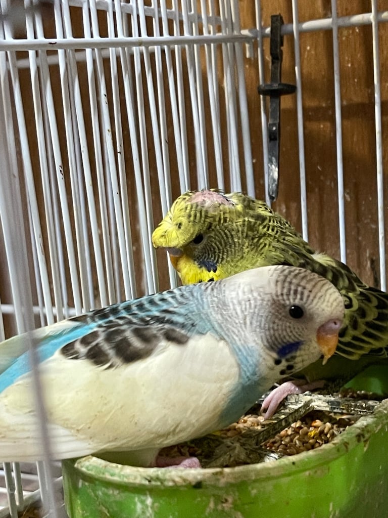 Budgies BW/Split BW